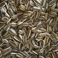 new crop 2019 Chinese OEM sunflower seeds raw type 363